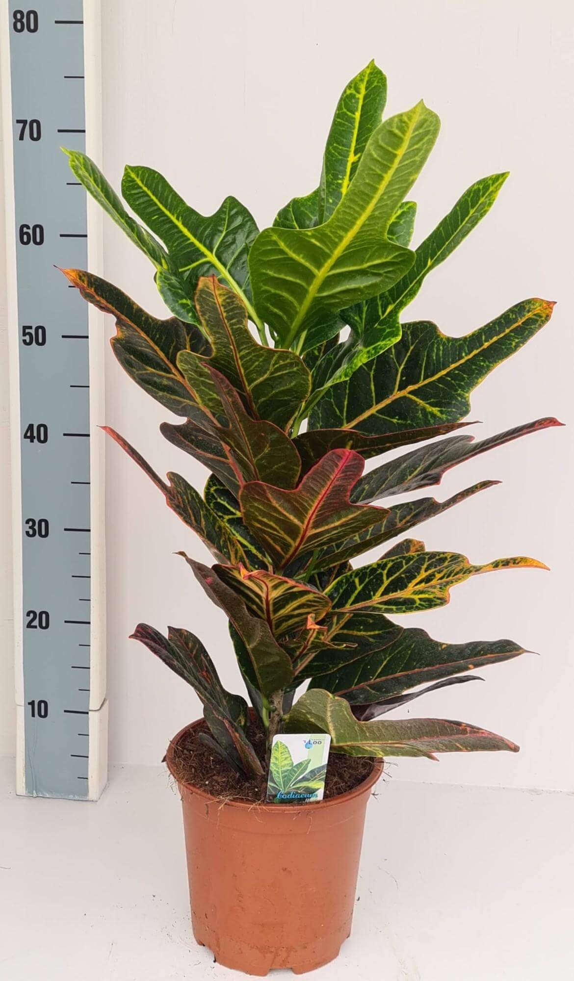 Codiaeum Excellent - Ø19cm - ↕65cm