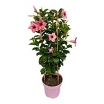 Mandevilla Sundaville Flamingo Pink In Toren (Dipladenia) - Ø19cm - ↕75cm