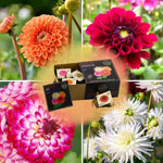 Flowerbulbs Amsterdam - Luxe Box Medium, set van 4 Dutch dahlia's