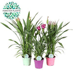 Curcuma Siam Mix - 3 stuks - Ø17cm - ↕60-65cm