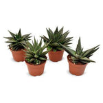 Haworthia Mix - 4 stuks - Ø10,5cm - ↕14cm