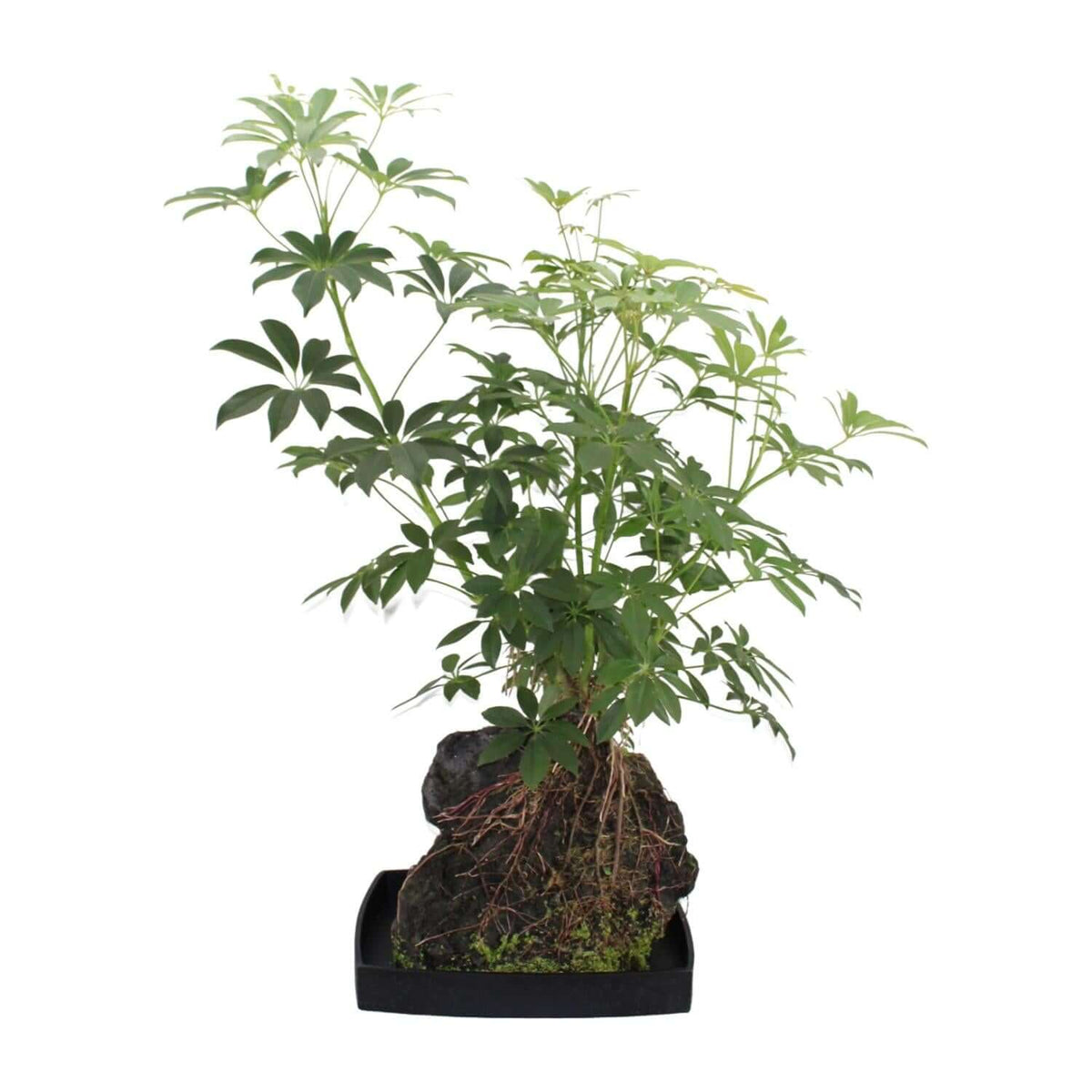 Schefflera Arboricola - Ø40cm - ↕80cm