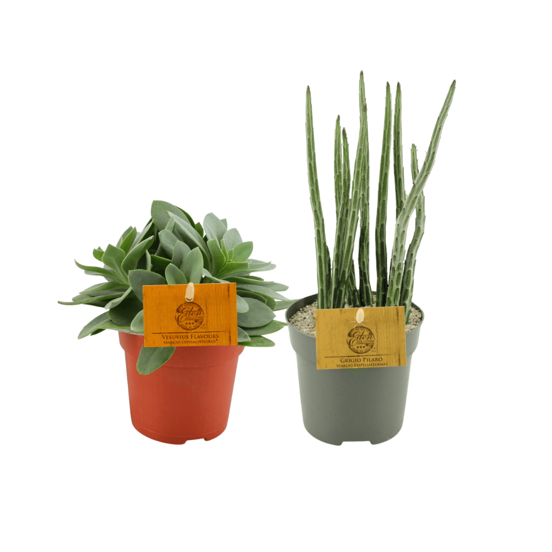 Senecio Duo - 2 Stück - Ø10,5cm - ↕15cm