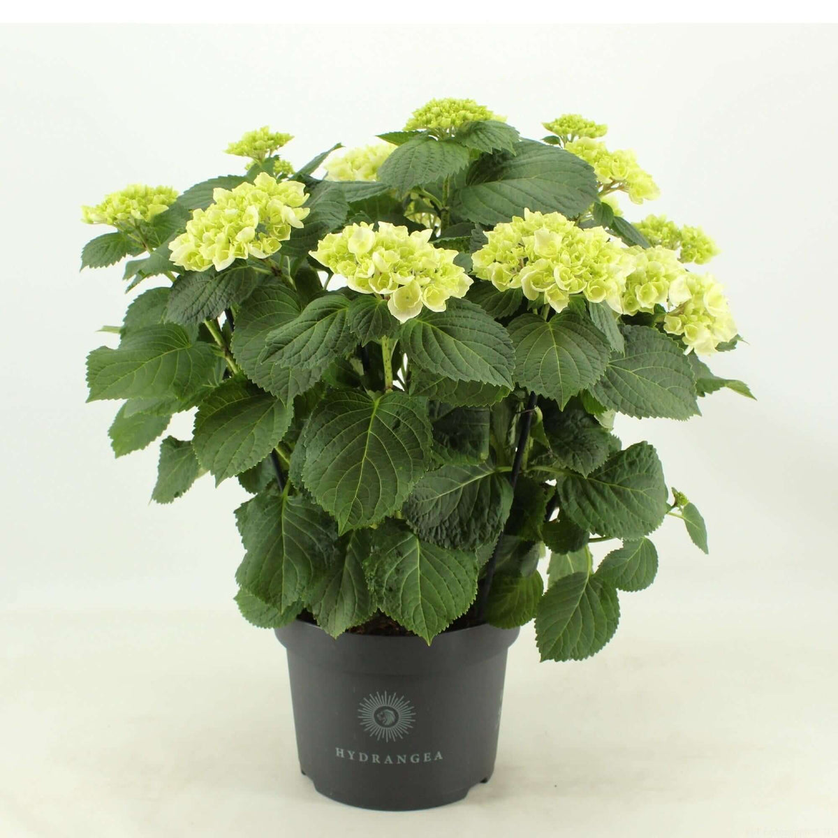 Hydrangea Crystal Palace (Hortensia) - Ø23cm - ↕45cm