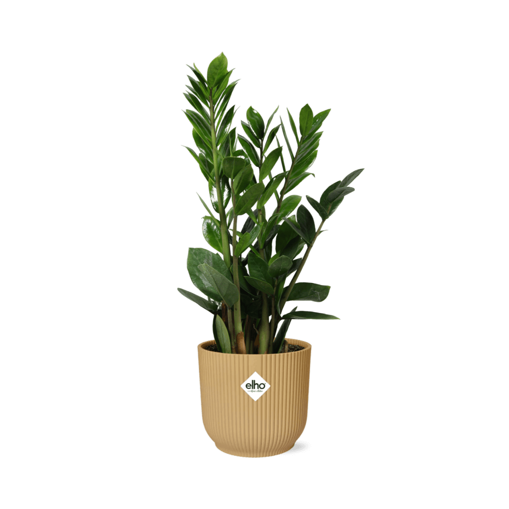 Zamioculcas – Hoogte 45-50 in ELHO Vibes Fold 14cm geel