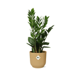 Zamioculcas – Hoogte 45-50 in ELHO Vibes Fold 14cm geel