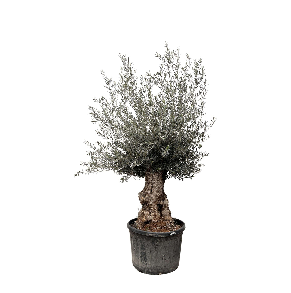 Olea Europaea Bonsai - 225cm- Ø80