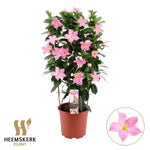 Mandevilla Summerstar Eagel Eye P19 Rek - Ø19cm - ↕75cm