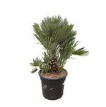 Chamaerops Humilis compact - 100cm - ø45