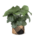 Calathea Orbifolia Ø21cm - ↕70cm in Albury BLACK print mand