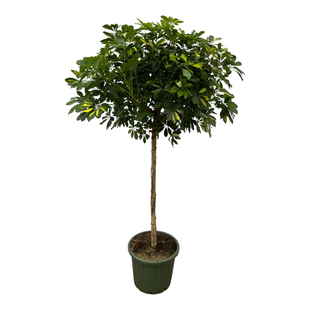 Schefflera Gold Capella trunk - 180 cm - Ø45cm