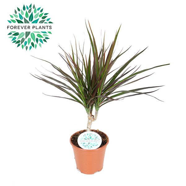 Dracaena Magenta - Ø14cm - ↕55cm