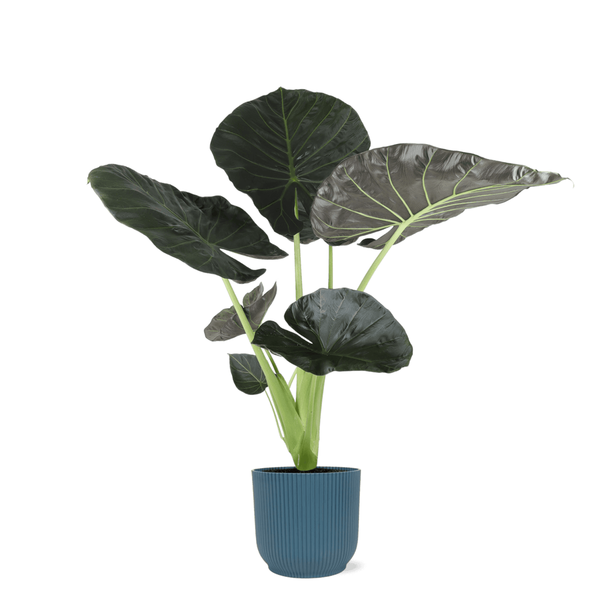 Alocasia Regal Shield Ø21cm - ↕100cm in Vibes in BLAUW pot