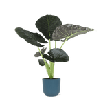 Alocasia Regal Shield Ø21cm - ↕100cm in Vibes in BLAUW pot