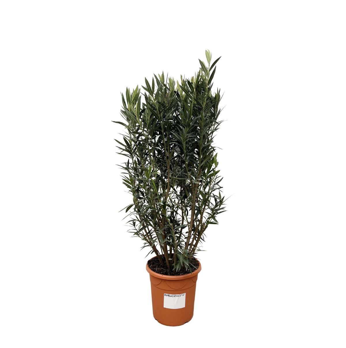 Nerium Oleander struik - 180cm- Ø40