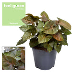 Syngonium Maria Feel Green - Ø14cm - ↕25cm