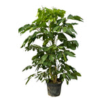 Schefflera Amate - 220 cm - Ø48cm