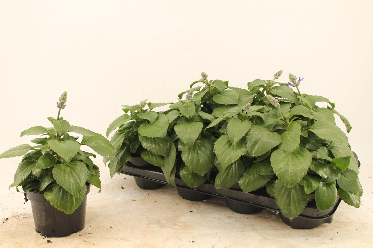 Salvia Mysty - Ø13cm - ↕25cm