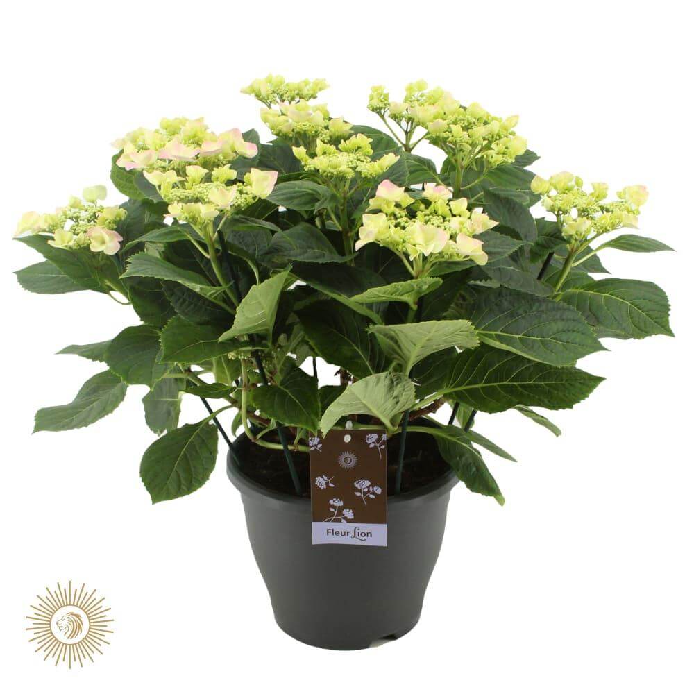 Hydrangea Frisbee Roze (teller) (Hortensia) - Ø23cm - ↕50cm