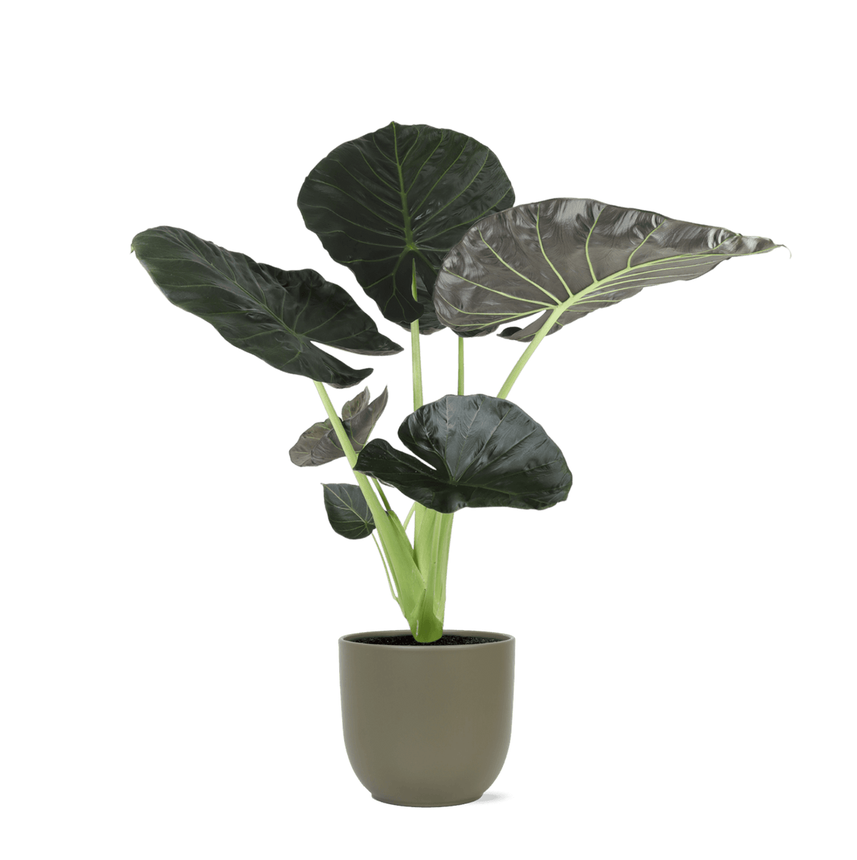 Alocasia Regal Shield Ø24cm - ↕110cm in Boule OLIJF pot