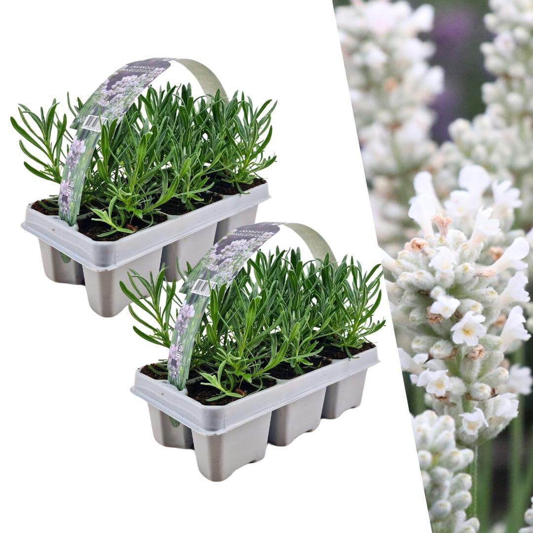 2 x 6 pack Lavendel angustifolia white - 12 x Ø7 cm - ↕15 cm