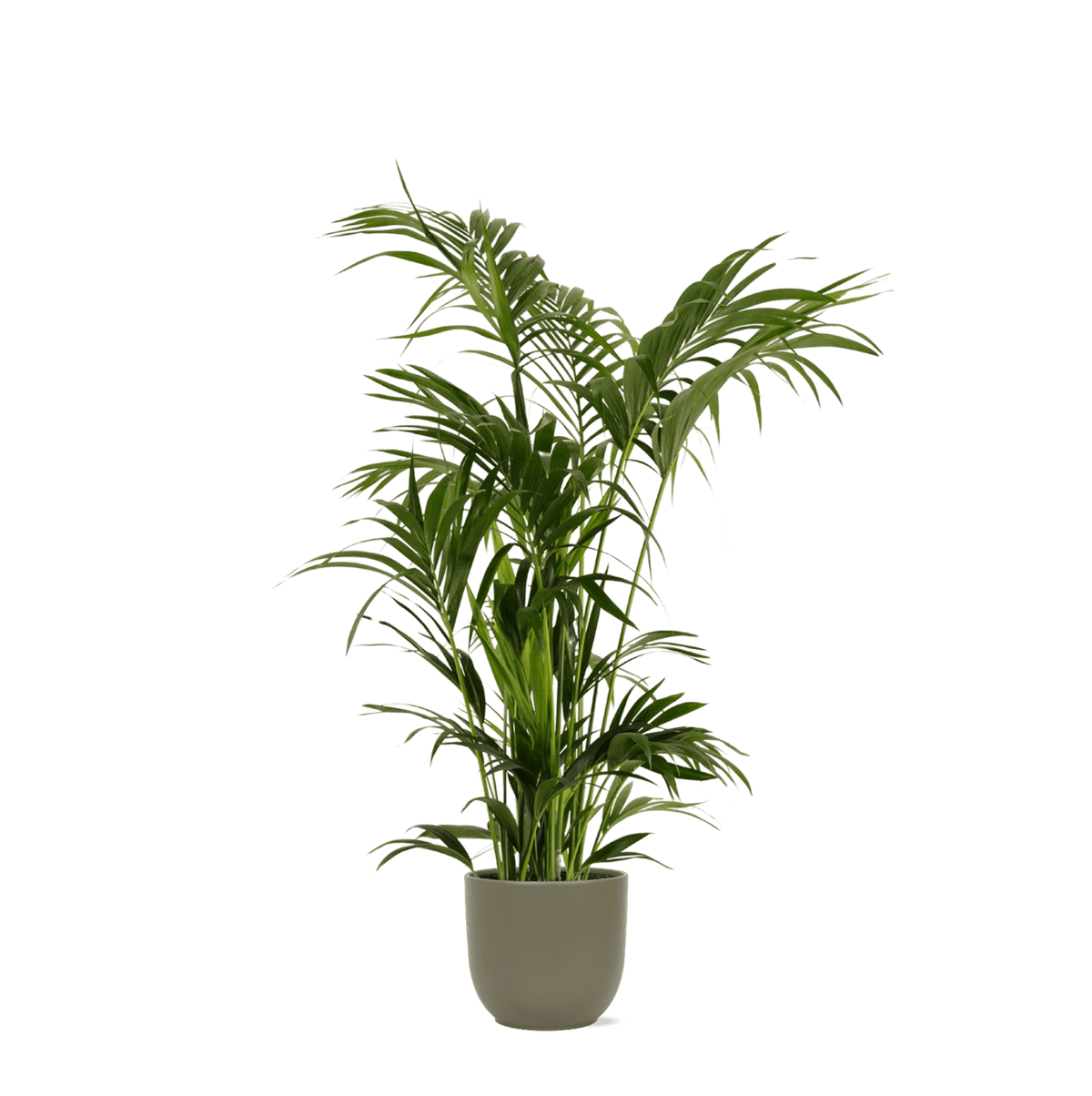 Kentia Palm Ø27cm ↕160cm in Boule OLIJF pot