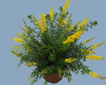 Cytisus X Racemosus Anna - Ø15cm - ↕35cm