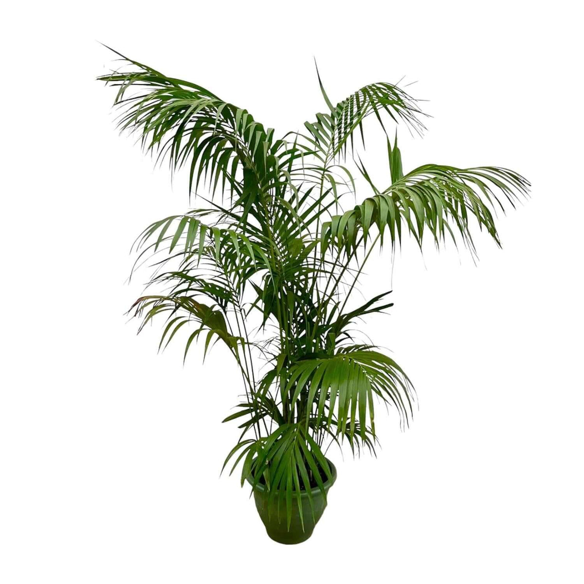 Kentia Palm XXL - 260cm - ø35