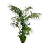 Kentia Palm XXL - 260cm - ø35