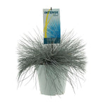 Festuca Glauca Intense Blue - Ø23cm - ↕50cm