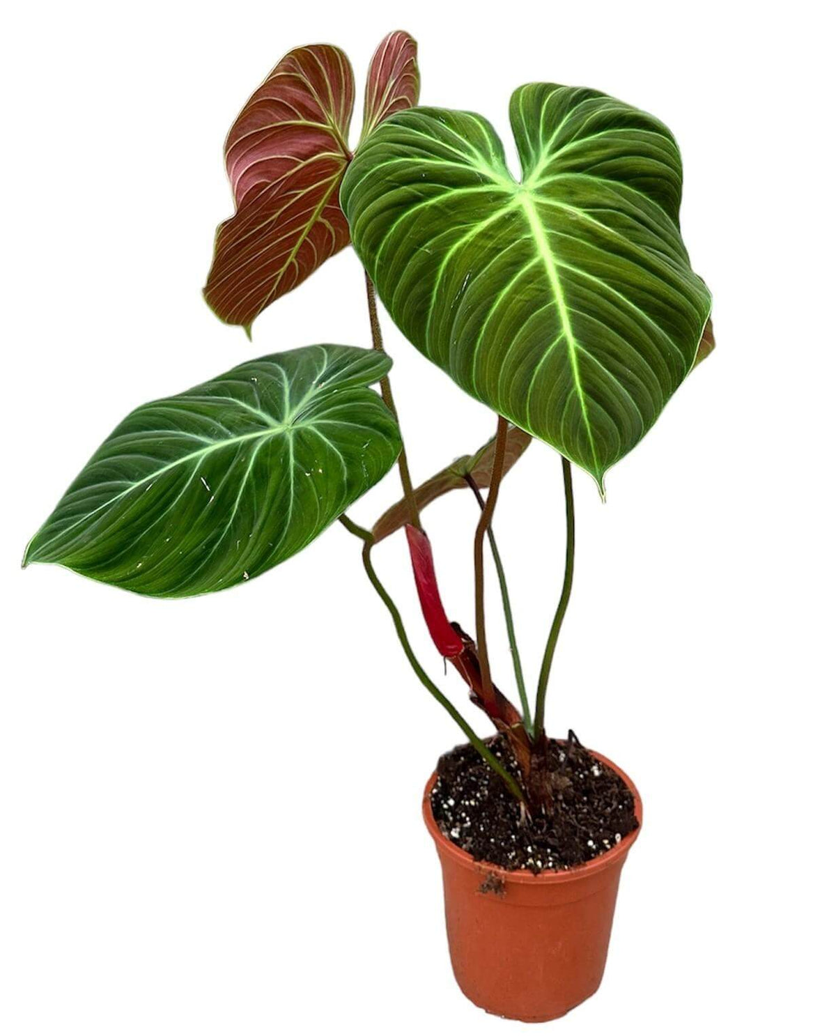 Philodendron El Choco Red - Ø19cm - ↕30cm