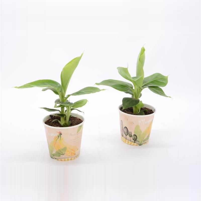 Musa Tropicana 12cm - Beker Recept - Ø12cm - ↕38cm