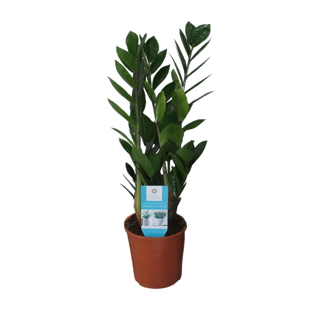 Zamioculcas Zamiifolia - Ø14cm - ↕55cm