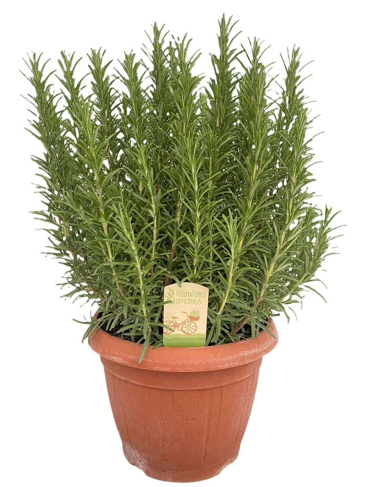 Rosmarinus Officinalis - Ø25cm - ↕45cm