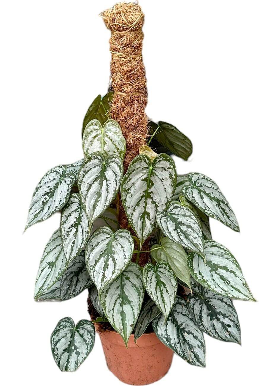 Philodendron Brandtianum - Ø17cm - ↕40cm