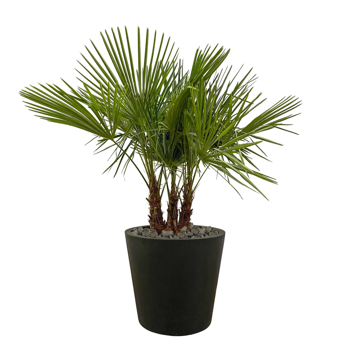 Trachycarpus multi stam - 180cm- Ø45