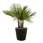 Trachycarpus multi stam - 180cm- Ø45