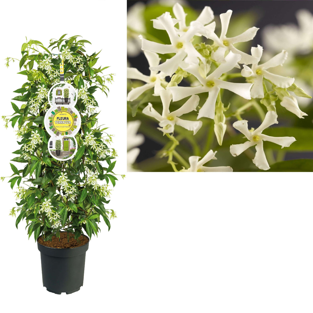 FleuraTerrazza C7 Trachelospermum Jasminoides +label - Ø28cm - ↕115cm