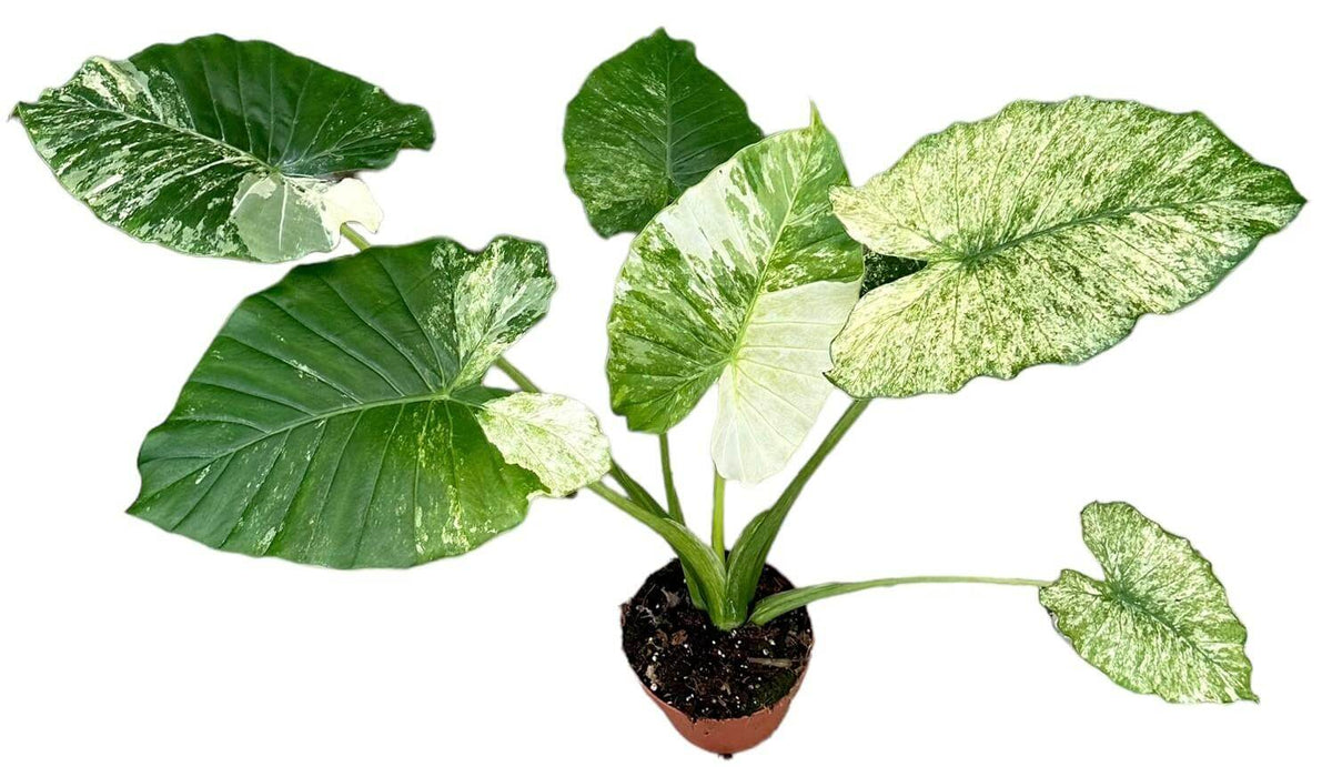 Alocasia Gageana Variegata - Ø17cm - ↕70cm