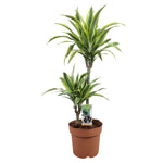 Dracaena Lemon Lime 45-15 - Ø21cm - ↕90cm