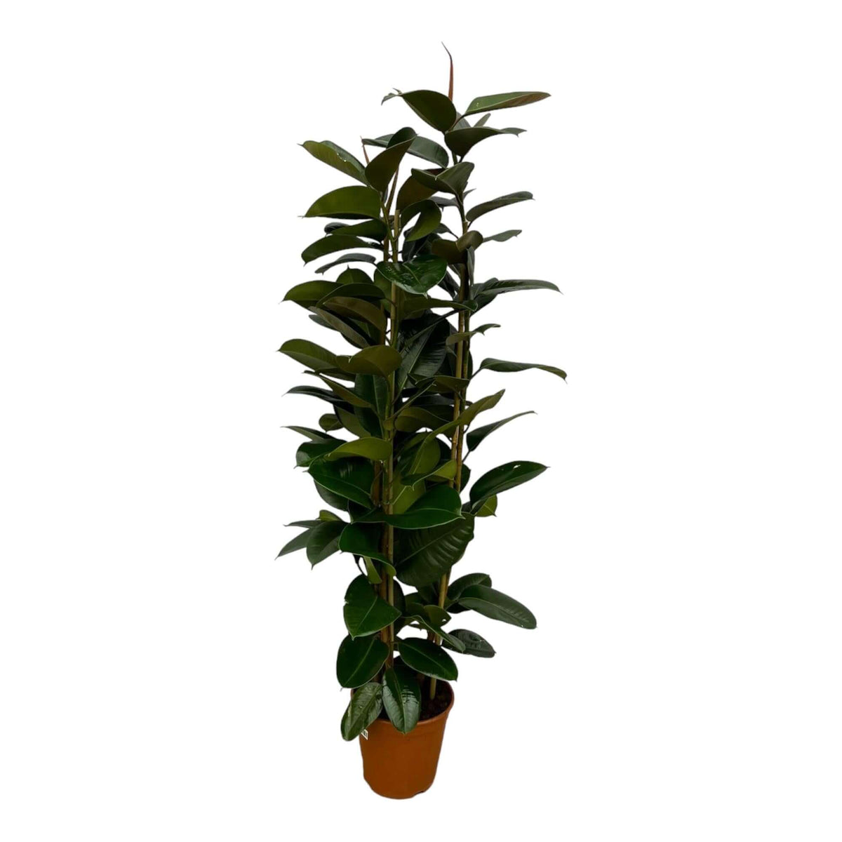 Ficus Elastica Robusta-Strauch – 170 cm – Ø27 cm