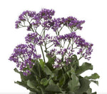 Limonium Salt Lake P17 - Ø17cm - ↕45cm