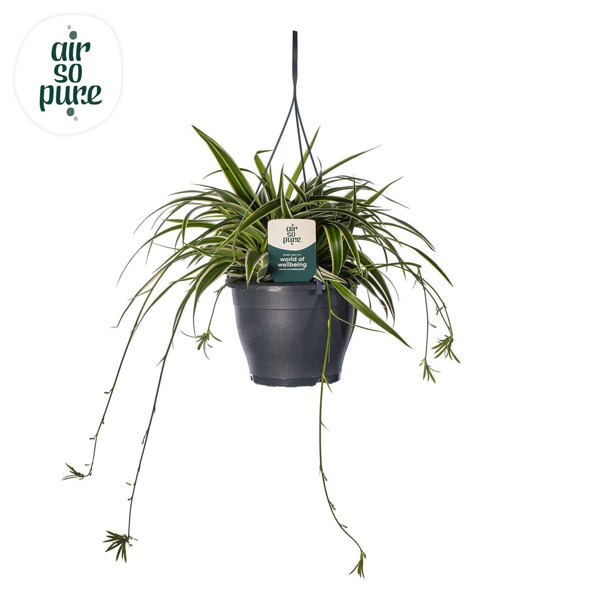 Chlorophytum Com 'Vittatum' Air So Pure® - Ø19cm - ↕60cm