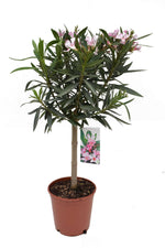 Nerium Oleander P18 Stem - Ø18cm - ↕70cm