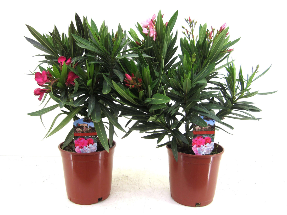 Nerium Oleander Bush Mix - 2 stuks - Ø17cm - ↕50cm