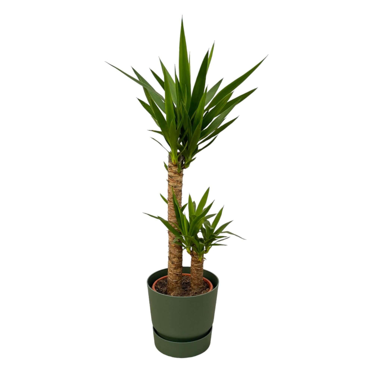 Yucca - ↨100cm - Ø21cm inclusief elho Greenville Round groen D24xH23