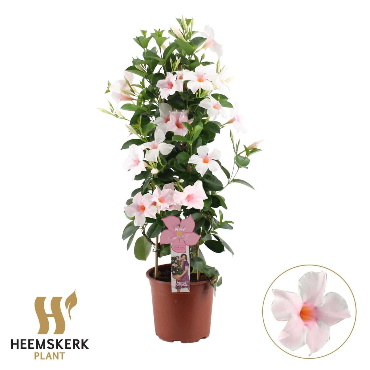 Mandevilla Summerstar Pink Touch P19 Piramide - Ø19cm - ↕75cm