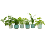 Surprise box - 6 plants including elho Ocean Round pacific green Ø14