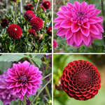 Flowerbulbs Amsterdam - Mix Gerard's darlings, Dahlia Natal & Dahlia Blue Bell, 2 stuks