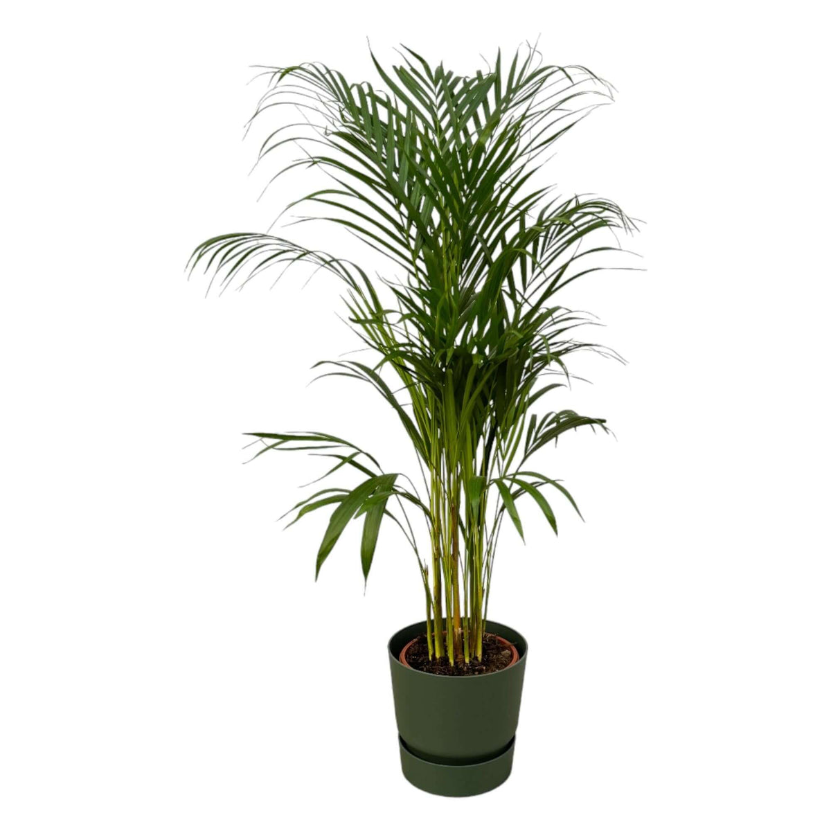 Areca-Palme – ↨110 cm – Ø21 cm inklusive elho Greenville Round grün D24xH23